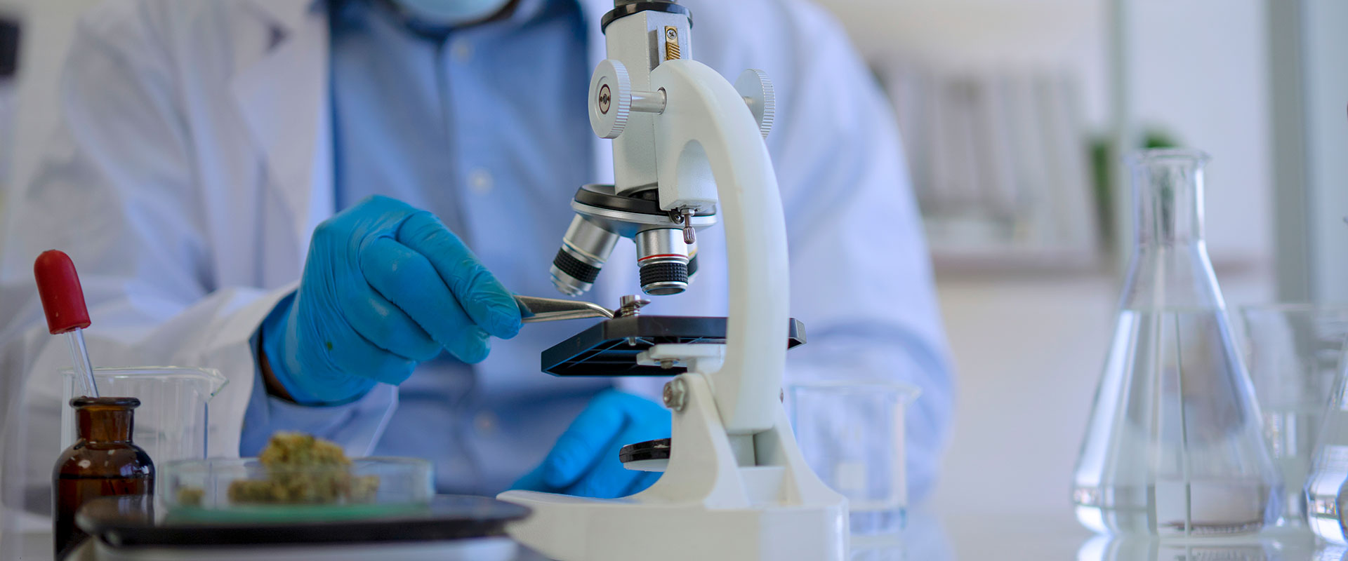 Lab worker in lab doing cannibus research with microscope